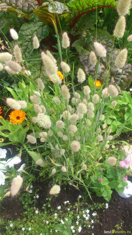 Lagurus ovatus зайцехвост