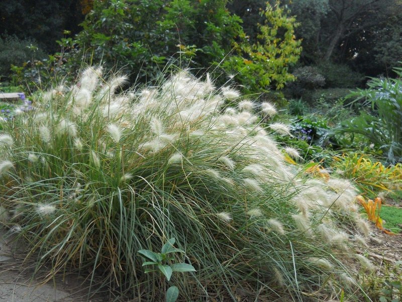 Lagurus ovatus зайцехвост