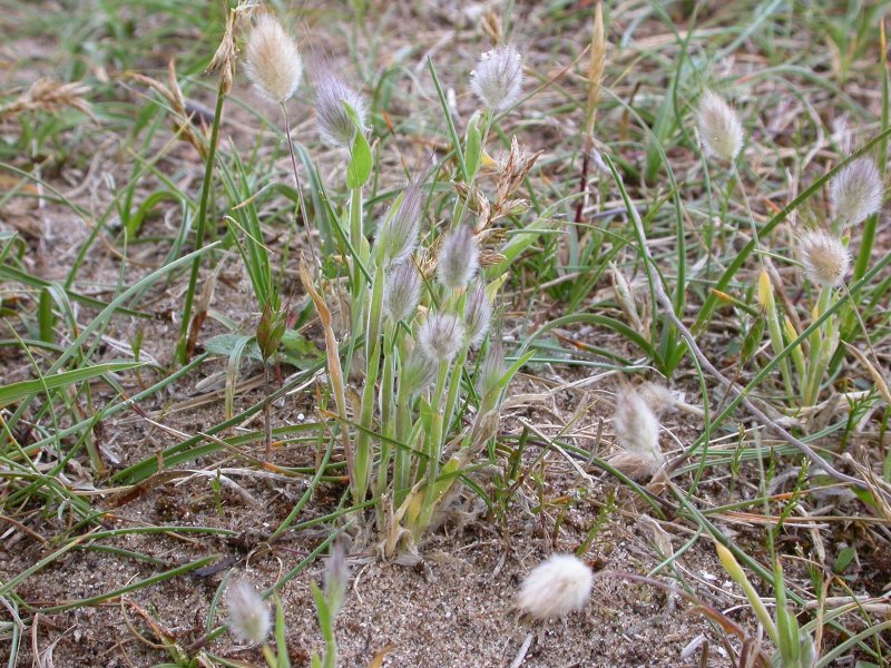Pennisetum alopecuroides Foxtrot