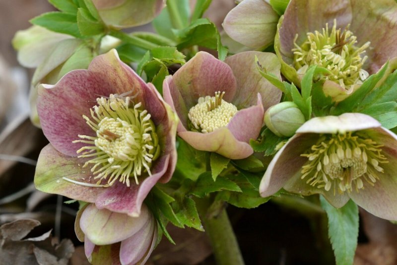 Морозник кавказский (Helleborus caucasicus)