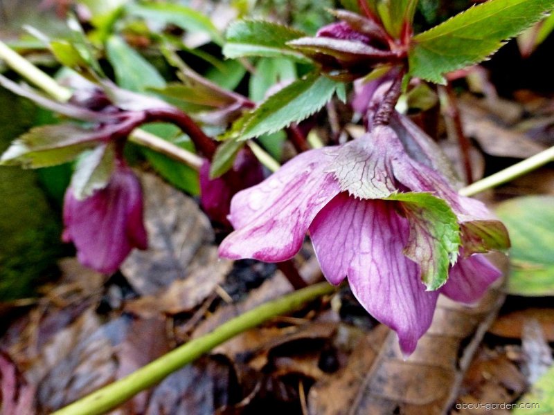 Морозник Helleborus PURPURASCENS