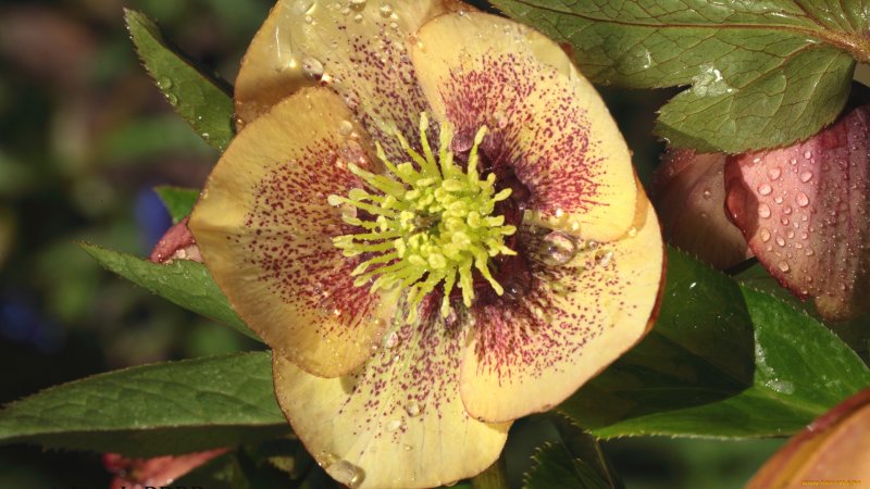 Морозник Helleborus