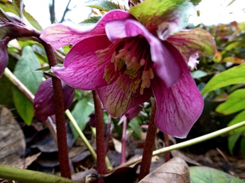 Helleborus PURPURASCENS
