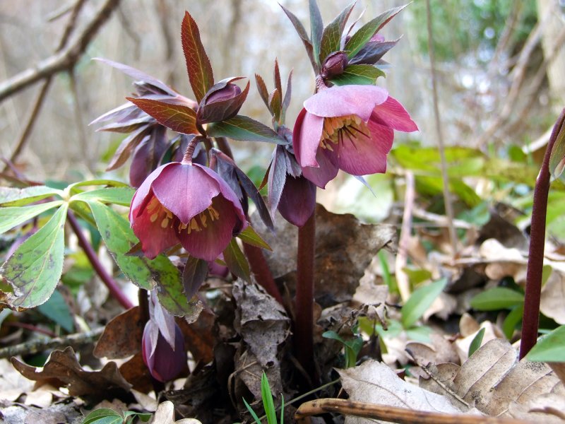 Морозник пурпураскенс PURPURASCENS