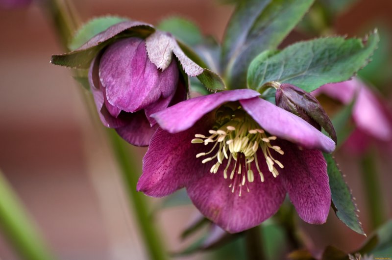 Морозник Helleborus