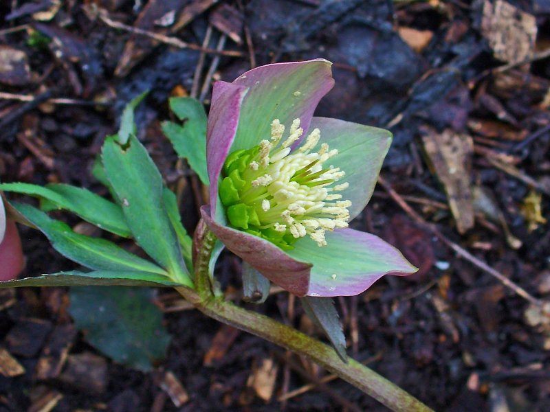 Helleborus PURPURASCENS
