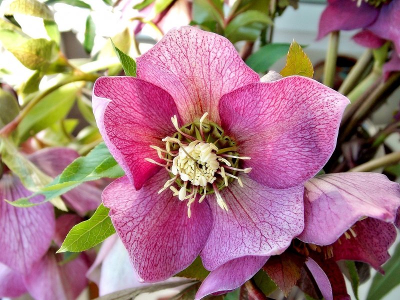 Морозник Pippa’s PURPLEPENNY’S Pink