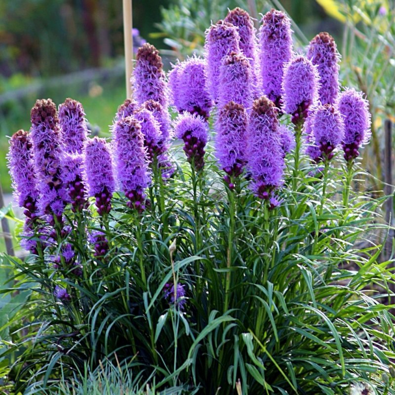 Лиатрис спиката spicata