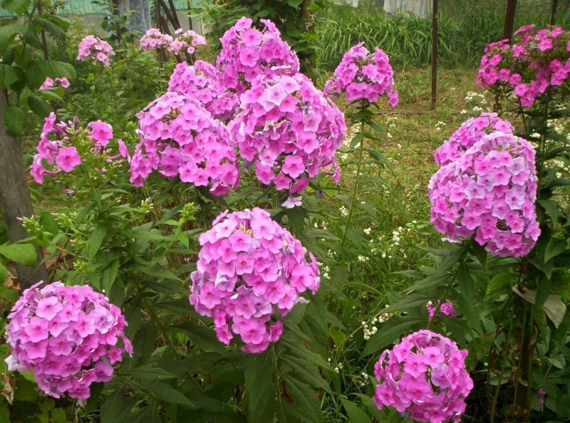 Дачные цветы Сибири