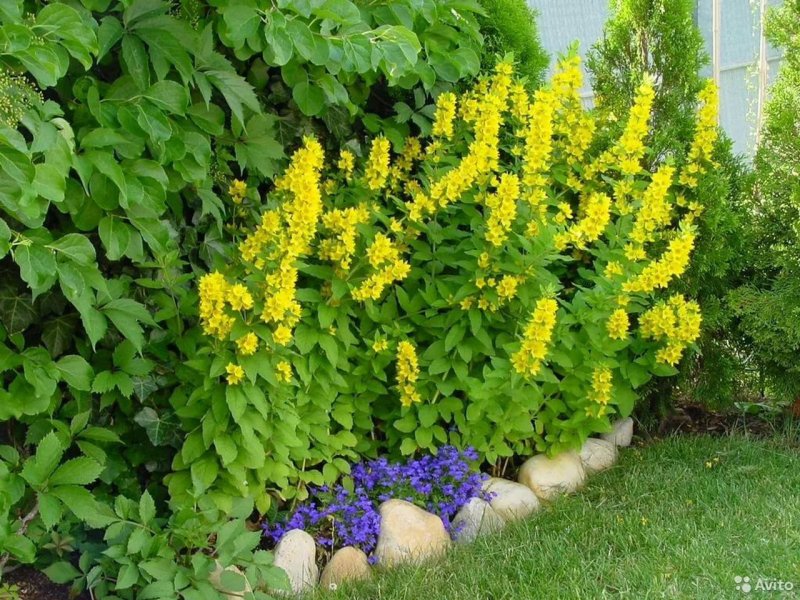 Лиатрис колосковый (Liatris spicata Kobold)