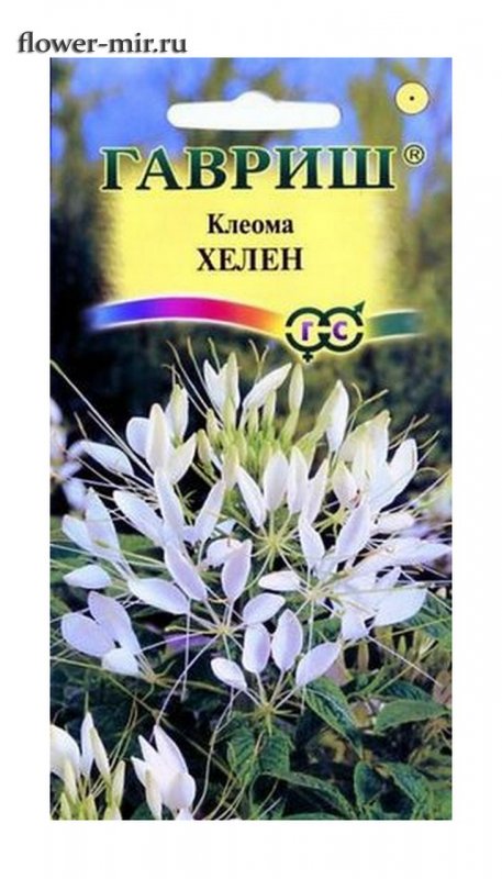 Клеома Хелен белая