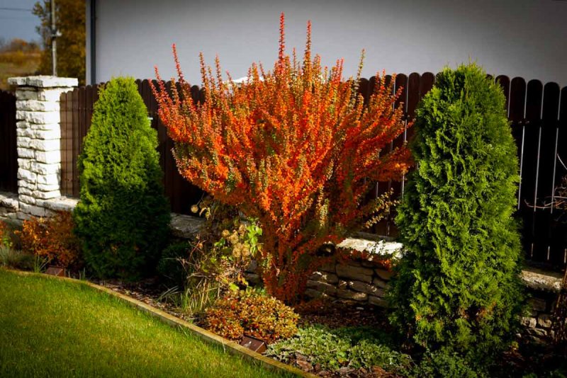 Барбарис Тунберга Эректа (Berberis thunbergii erecta)