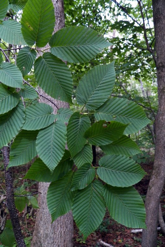 Граб Каролинский