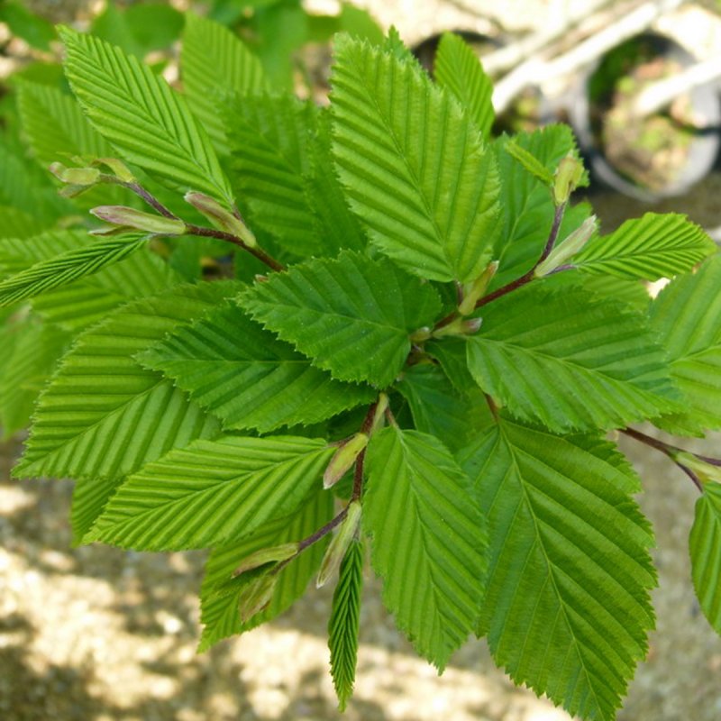 Carpinus betulus (граб обыкновенный) 'Fastigiata'