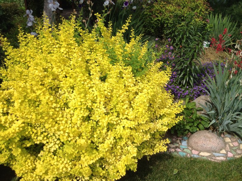Berberis thunbergii Rose Glow
