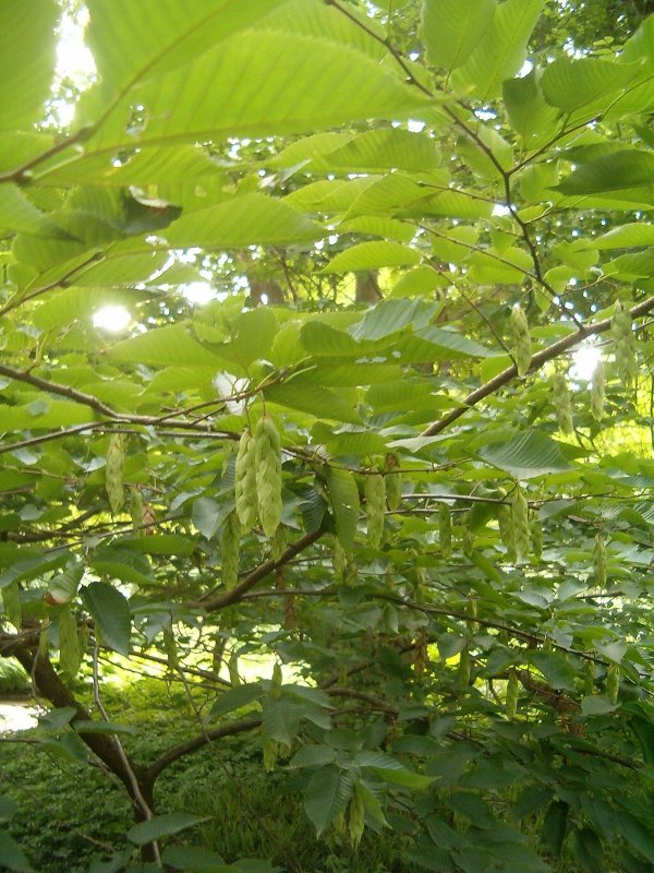 Граб Европейский (Carpinus betulus);