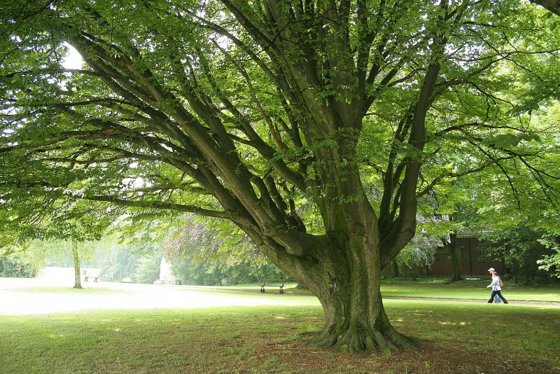 Carpinus betulus (граб обыкновенный) 'Fastigiata'