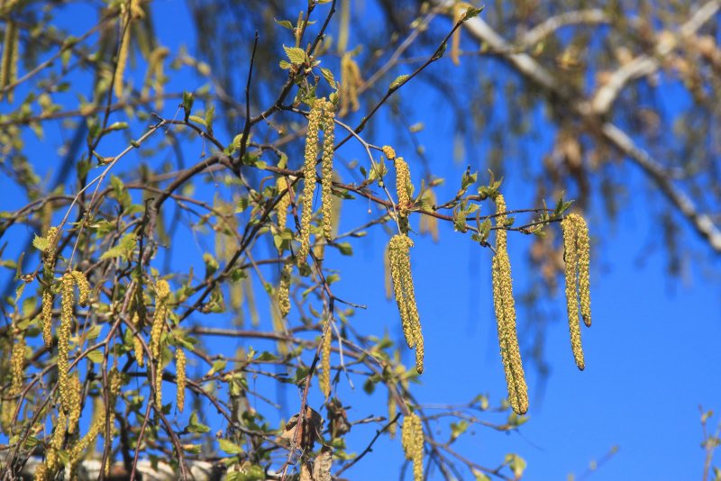Ulmus glabra 'Exoniensis'