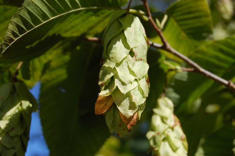 Carpinus betulus (граб обыкновенный) 'pendula'