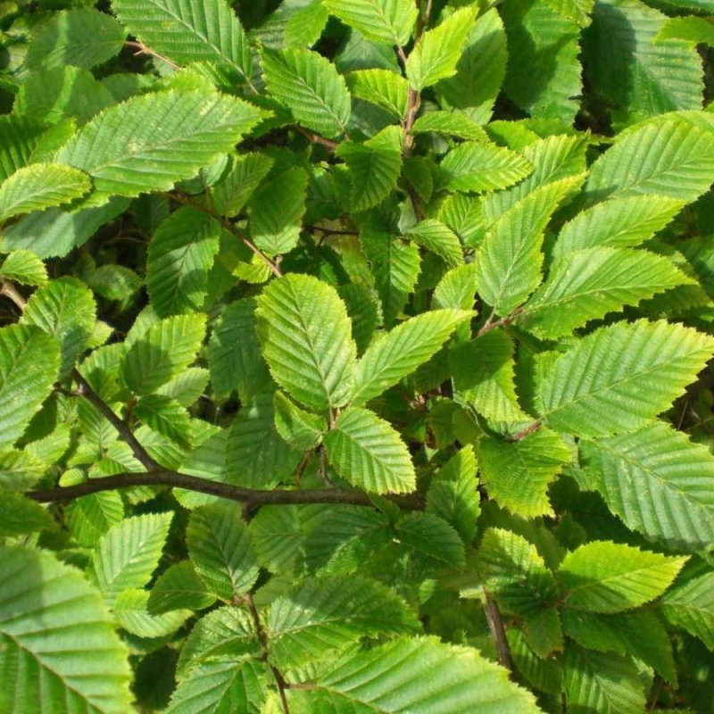 Carpinus betulus