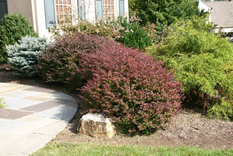 Барбарис Тунберга Atropurpurea