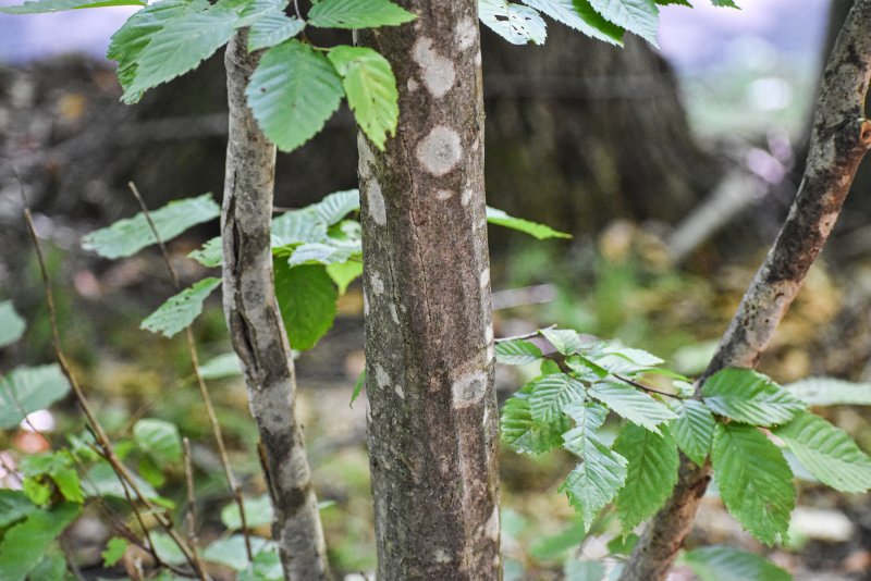 Граб сердцелистный Carpinus cordata