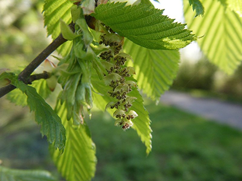 Carpinus orientalis
