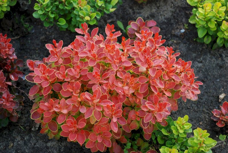 Барбарис Тунберга Atropurpurea