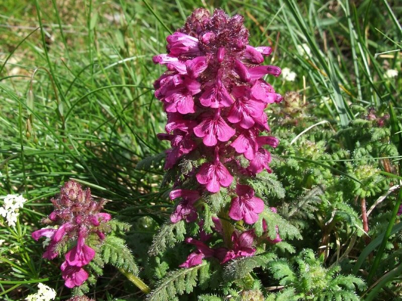 Мытник болотный (Pedicularis palustris l.)
