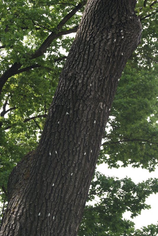 Carpinus betulus (граб обыкновенный) 'frans Fontaine'