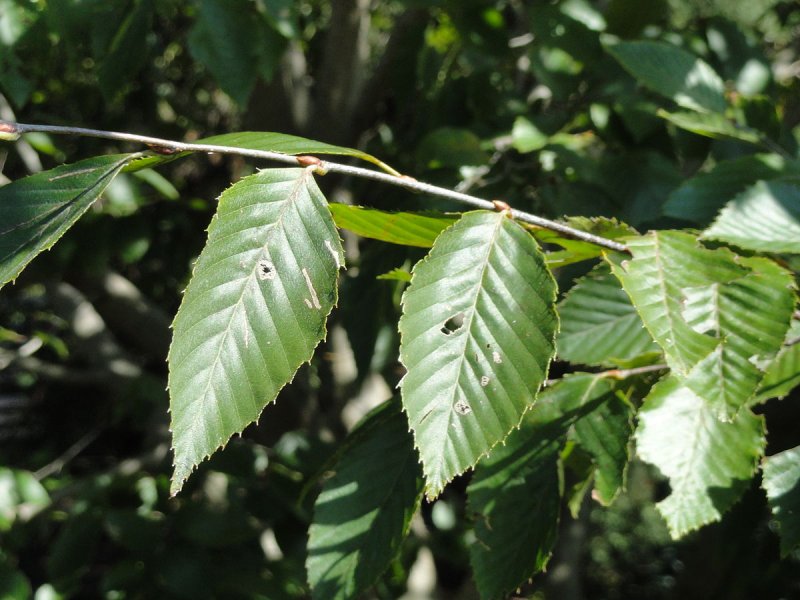 Carpinus betulus pendulus half stamp CLT 30
