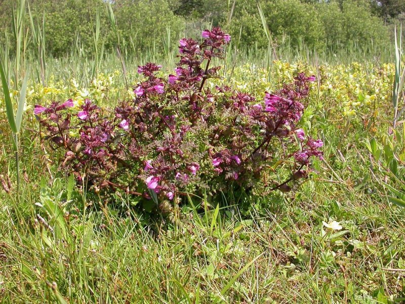 Мытник болотный (Pedicularis palustris l.)