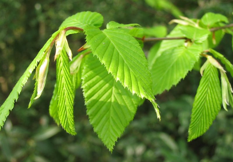 Грабинник (Carpinus orientalis),
