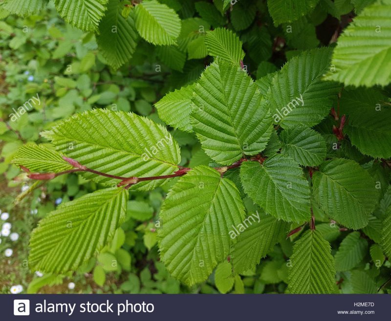 Carpinus betulus