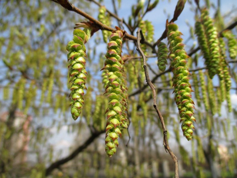 Граб кавказский Carpinus Caucasica