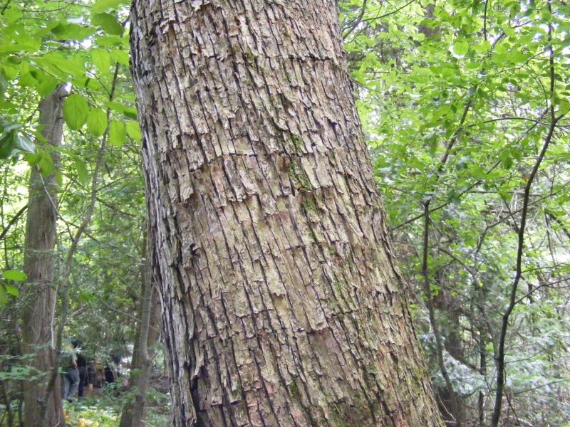 Carpinus betulus (граб обыкновенный) 'Fastigiata'