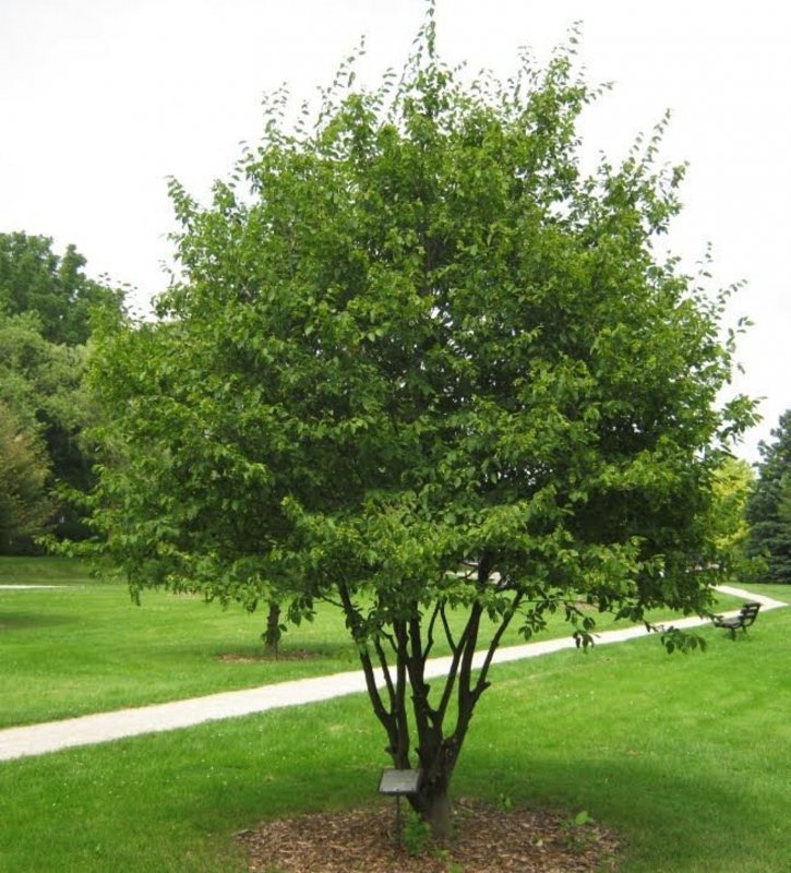 Carpinus laxiflora