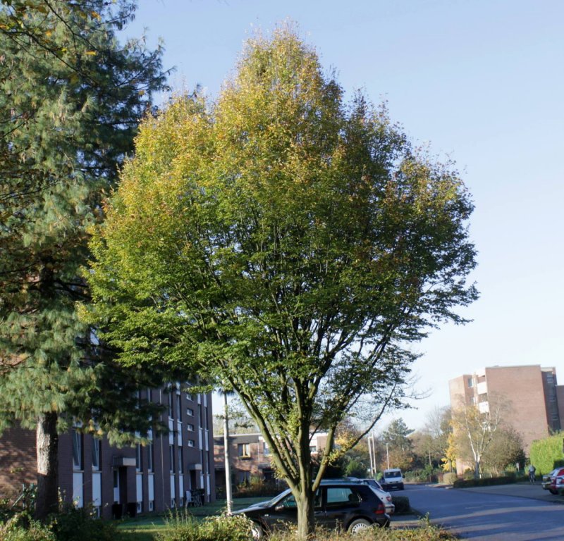 Граб обыкновенный Carpinus betulus