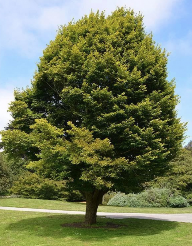 Граб обыкновенный Carpinus betulus