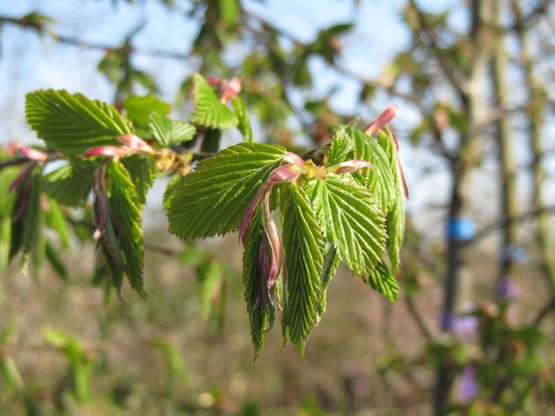 Carpinus orientalis