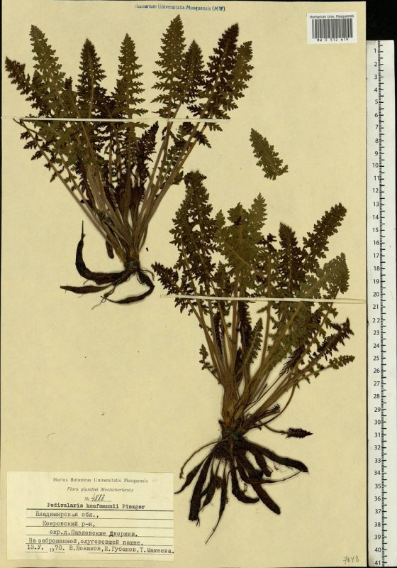 Мытник Кауфмана Pedicularis kaufmannii