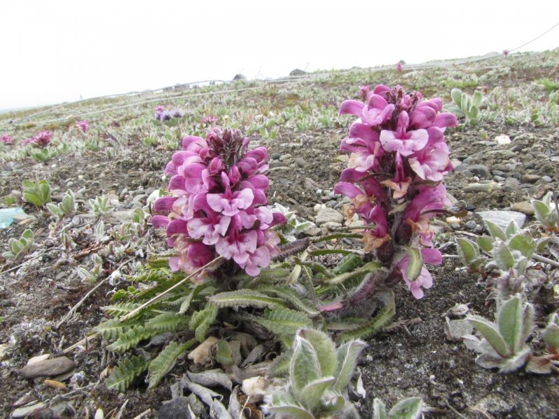 Камчатский Мытник