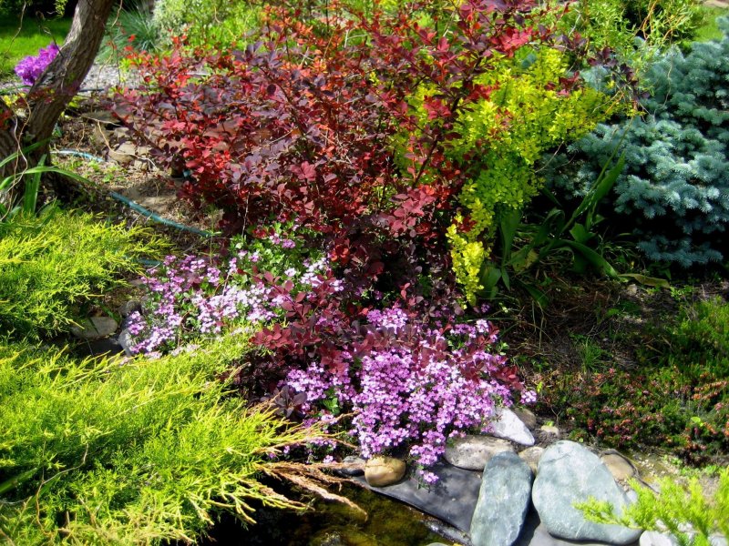 Барбарис Тунберга Berberis thunbergii erecta