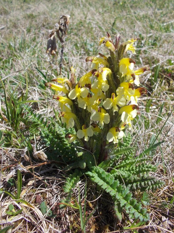 Мытник мутовчатый (Pedicularis verticillata l.)