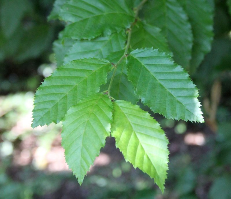 Граб кавказский Carpinus Caucasica