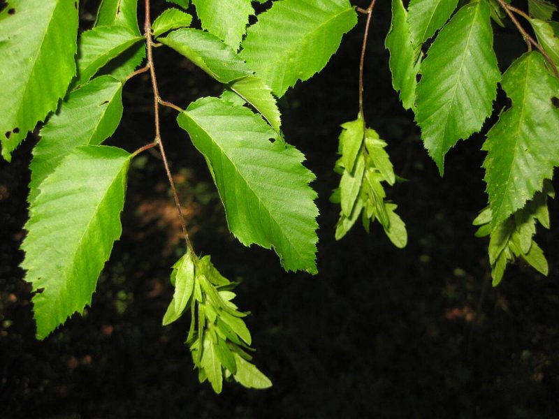 Граб обыкновенный Carpinus betulus