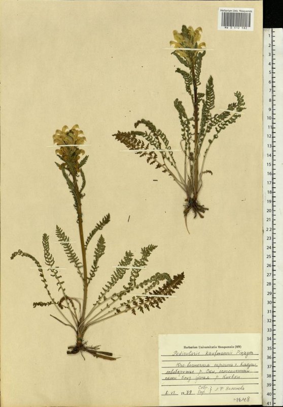 Мытник Кауфмана Pedicularis kaufmannii
