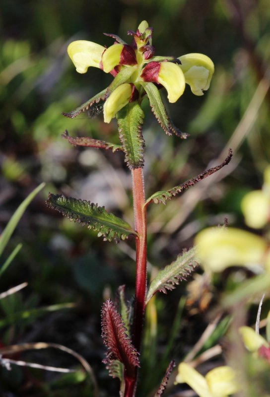 Pedicularis chroorrhyncha