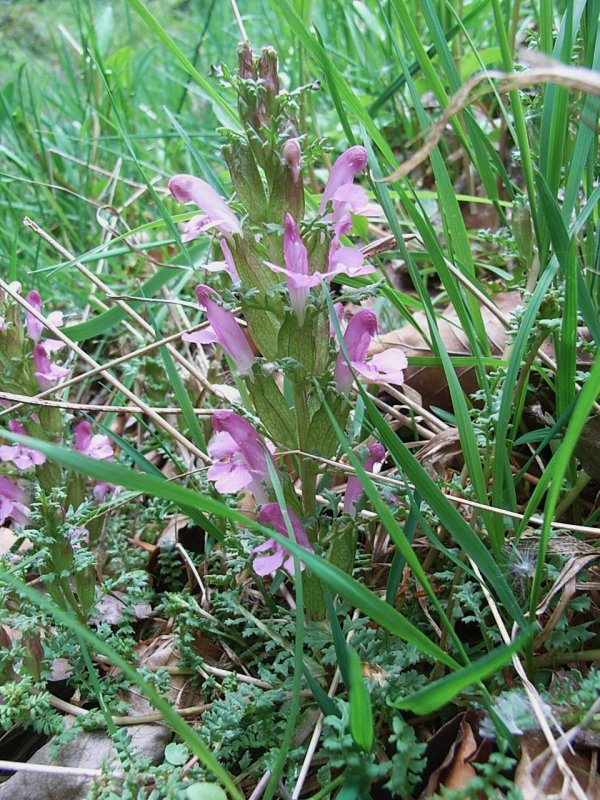 Pedicularis sylvatica