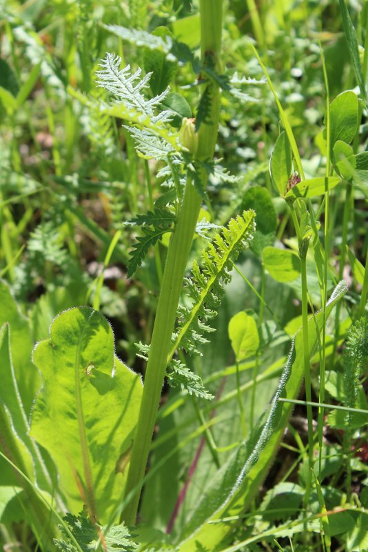 Мытник Кауфмана Pedicularis kaufmannii